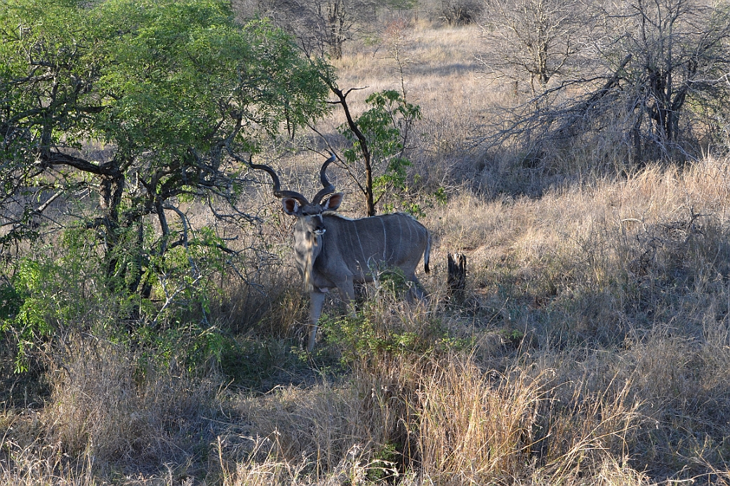 Större Kudu